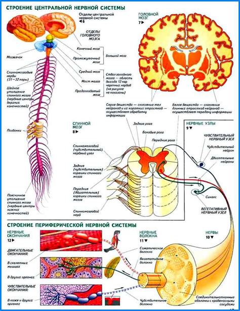 Центральная нервная система: угнетенное состояние