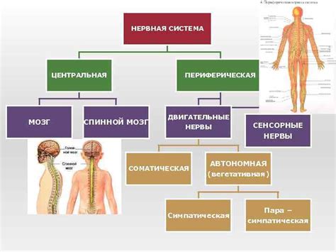 Центральная нервная система: функции и структура