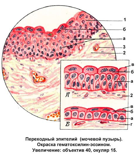 Цилиндрический эпителий