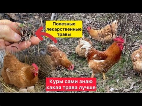 Цыплята весной: почему их поведение важно?