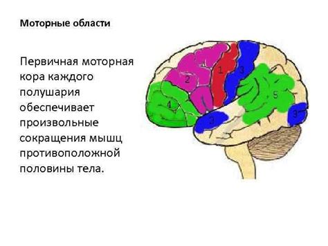 Частые моторные сокращения