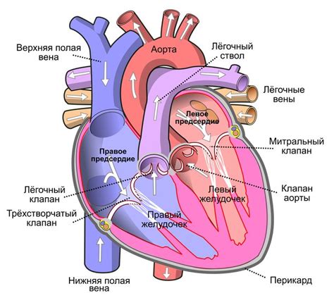 Человеческое сердце: роль и функции