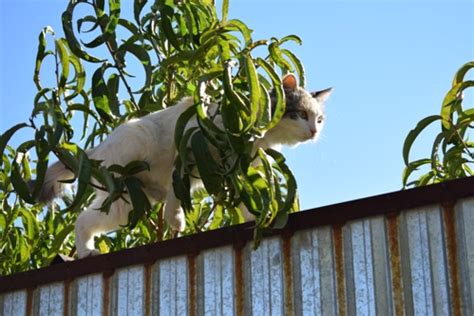 Чему можно научиться от движений хвоста кота?