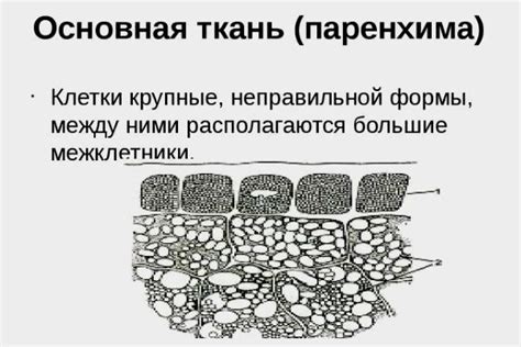 Чем отличается эхоструктура паренхимы мелкозернистая от других структур?