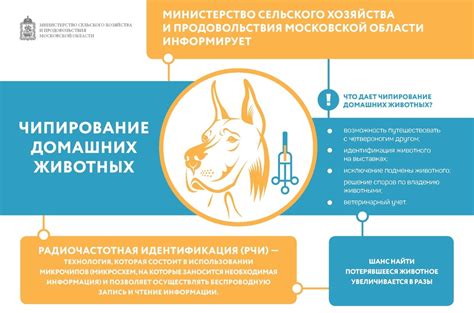 Чипирование: обязательная идентификация животных