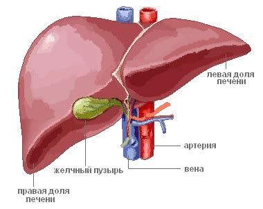 Что вызывает разрушение печени?