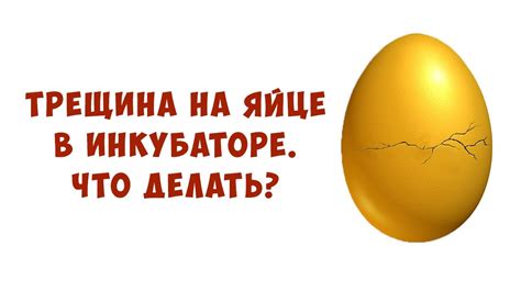 Что делать, если наклюнулись яйца в инкубаторе?