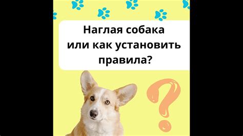 Что делать, если племенной пес имеет недостатки?