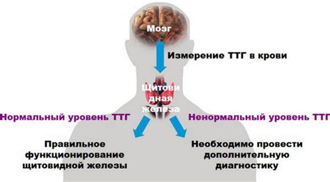 Что делать при повышенном уровне свободного гормона Т3?