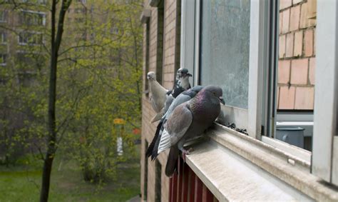 Что значит, если голубь сел на подоконник? Подсказки, приметы и толкования