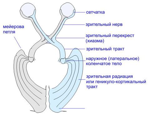 Что значит вскрылся нерв?