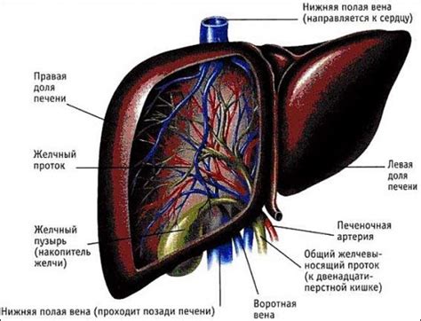 Что значит неоднородная структура печени?