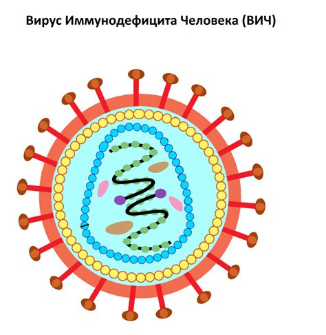 Что значит отрицательный результат на уреаплазму