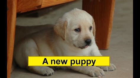 Что значит puppy на английском языке?