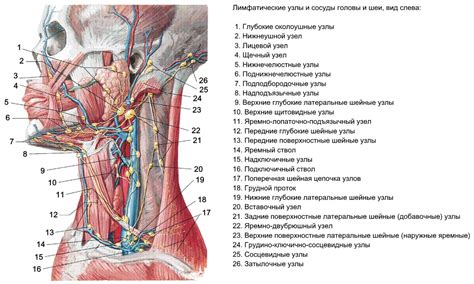 Что может значить опухание лимфоузлов?