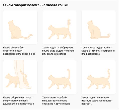 Что означает, когда котенок виляет хвостом?