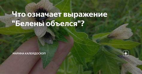 Что означает выражение "белены объесться": понятие и объяснение