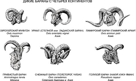 Что означает крамольная овца