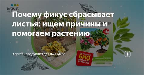 Что означает питаться без влаги: причины, последствия и способы решения проблемы