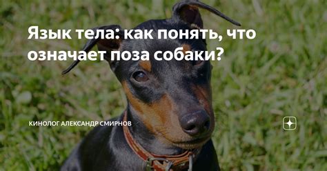 Что означает поза doggy style?