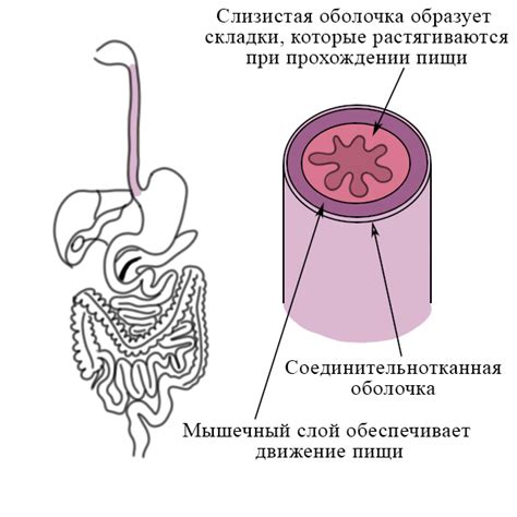 Что означает слизистая тусклая в пищеводе?