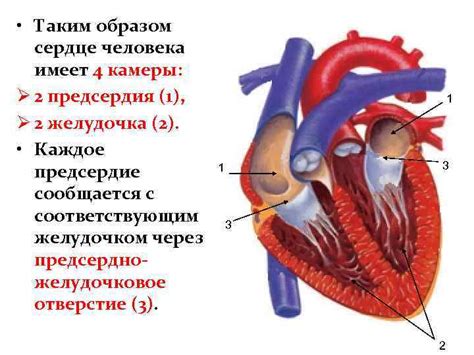 Что означает стук сердца?