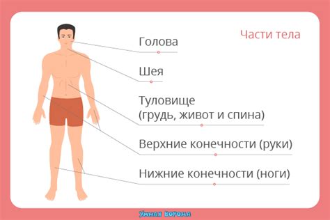 Что означает сухое чистио тела человека?