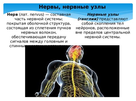 Что представляют собой нервные ганглии