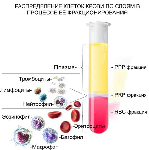 Что приводит к отсутствию коагуляции крови