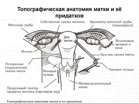 Что происходит при женской пощечине: основные факты