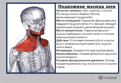 Что происходит при напряжении мышц?