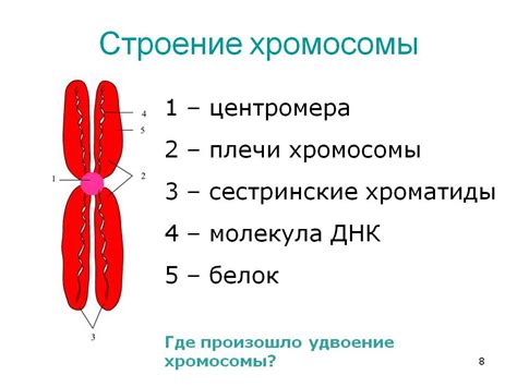 Что происходит при отсутствии хромосомы Y?