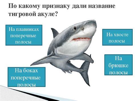 Что символизирует пойманная акула во сне: возможные толкования и значение ночных видений