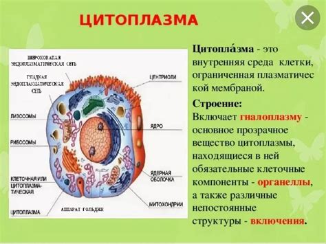 Что содержится в выражении "выше смерти"?