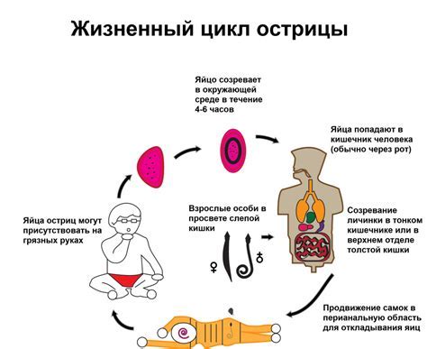 Что такое "человек-шишка" и как его определить?