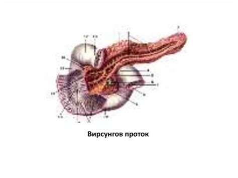 Что такое Вирсунгов проток?