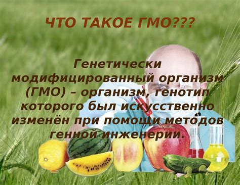 Что такое ГМО (генетически модифицированные организмы): полный анализ и расшифровка