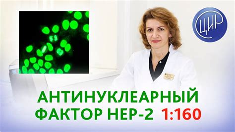 Что такое Нер 2 антинуклеарный фактор?