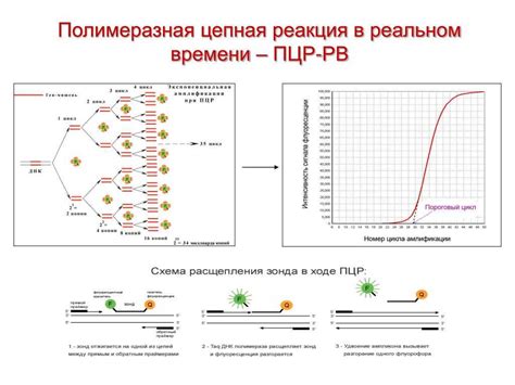 Что такое ПЦР и референсные значения?