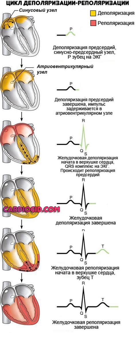 Что такое ЭКГ синдром ранней реполяризации желудочков?