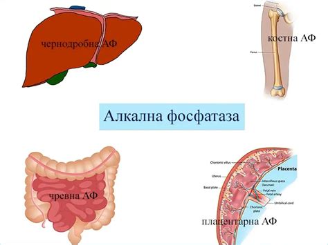 Что такое алкалиновая фосфатаза ALP?