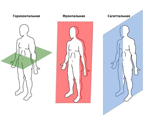 Что такое анатомическая пара?