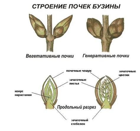 Что такое ассимилирующие побеги