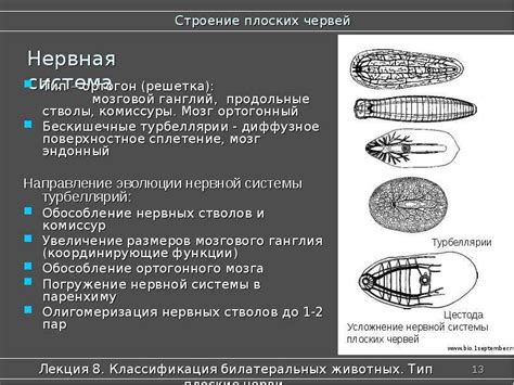 Что такое билатерально симметричные животные?