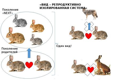 Что такое биологический год?