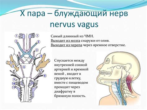 Что такое блуждающий нерв?