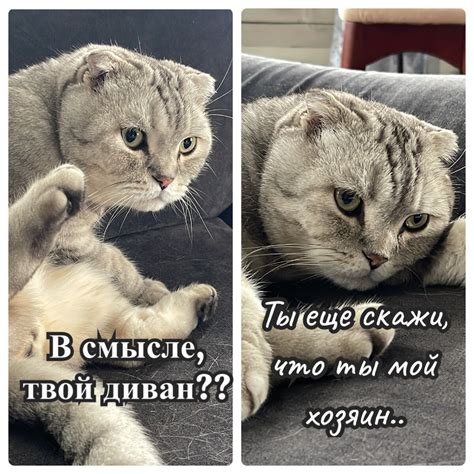 Что такое брутальный кот?