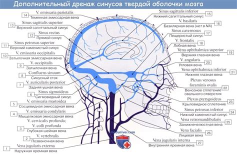 Что такое венозные синусы?