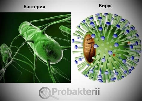 Что такое вирус и бактерия?