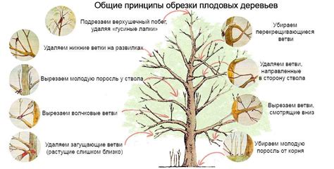 Что такое волчки на яблоне?